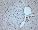 Ribeye Antibody in Immunohistochemistry (Paraffin) (IHC (P))