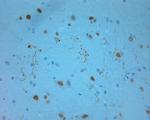 REEP6 Antibody in Immunohistochemistry (Paraffin) (IHC (P))