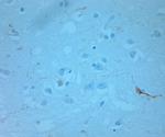 REEP6 Antibody in Immunohistochemistry (Paraffin) (IHC (P))