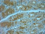 Syntaxin12 Antibody in Immunohistochemistry (Paraffin) (IHC (P))