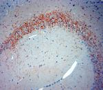 Synaptotagmin 2 Antibody in Immunohistochemistry (Paraffin) (IHC (P))