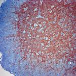 Synaptotagmin 2 Antibody in Immunohistochemistry (Paraffin) (IHC (P))