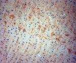 Synaptotagmin 2 Antibody in Immunohistochemistry (Paraffin) (IHC (P))