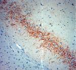 Synaptotagmin 2 Antibody in Immunohistochemistry (Paraffin) (IHC (P))