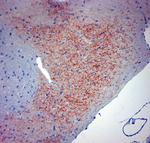 Synaptotagmin 2 Antibody in Immunohistochemistry (Paraffin) (IHC (P))