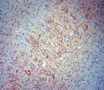 Synaptotagmin 2 Antibody in Immunohistochemistry (Paraffin) (IHC (P))