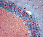 Synaptotagmin 2 Antibody in Immunohistochemistry (Paraffin) (IHC (P))