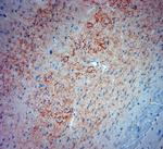 Synaptotagmin 2 Antibody in Immunohistochemistry (Paraffin) (IHC (P))