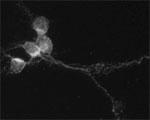 SNAP 29 Antibody in Immunocytochemistry (ICC/IF)