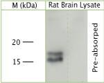 VAMP 1 Antibody in Western Blot (WB)