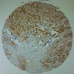 Nav1.8 Antibody in Immunohistochemistry (Paraffin) (IHC (P))