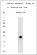 Syntaxin2 Antibody in Western Blot (WB)