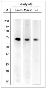 Synapsin 1 Antibody in Western Blot (WB)