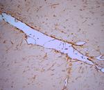 5HT1D R Antibody in Immunohistochemistry (Paraffin) (IHC (P))