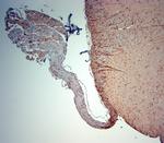 5HT1D R Antibody in Immunohistochemistry (Paraffin) (IHC (P))