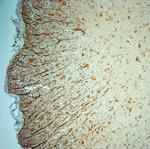 5HT1D R Antibody in Immunohistochemistry (Paraffin) (IHC (P))