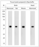 5HT1D R Antibody in Western Blot (WB)