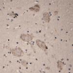 5HT5A R Antibody in Immunohistochemistry (Paraffin) (IHC (P))