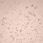 5HT5A R Antibody in Immunohistochemistry (Paraffin) (IHC (P))