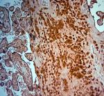 SRD5A2 Antibody in Immunohistochemistry (Paraffin) (IHC (P))