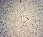 Striatin 4 Antibody in Immunohistochemistry (Paraffin) (IHC (P))