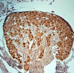 Striatin 4 Antibody in Immunohistochemistry (Paraffin) (IHC (P))