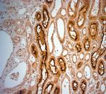 SLC5A8 Antibody in Immunohistochemistry (Paraffin) (IHC (P))