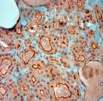 SLC5A8 Antibody in Immunohistochemistry (Paraffin) (IHC (P))