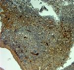 SLC4A1 Antibody in Immunohistochemistry (Paraffin) (IHC (P))