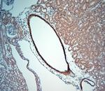 5HT4 R Antibody in Immunohistochemistry (Paraffin) (IHC (P))