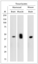 5HT4 R Antibody in Western Blot (WB)