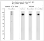 Synaptojanin1 Antibody in Western Blot (WB)