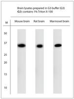 Synaptophysin Antibody in Western Blot (WB)