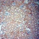 SLC6A19 Antibody in Immunohistochemistry (Paraffin) (IHC (P))