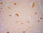 TRPV1 Antibody in Immunohistochemistry (Paraffin) (IHC (P))