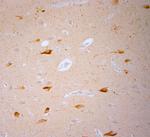 TRPV1 Antibody in Immunohistochemistry (Paraffin) (IHC (P))