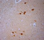 TRPV1 Antibody in Immunohistochemistry (Paraffin) (IHC (P))