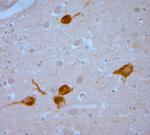 TRPV1 Antibody in Immunohistochemistry (Paraffin) (IHC (P))