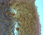 TRPM7 Antibody in Immunohistochemistry (Paraffin) (IHC (P))