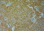 TRPV4 Antibody in Immunohistochemistry (Paraffin) (IHC (P))