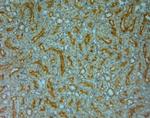 TRPV4 Antibody in Immunohistochemistry (Paraffin) (IHC (P))