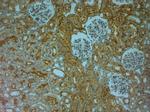 TRPV4 Antibody in Immunohistochemistry (Paraffin) (IHC (P))