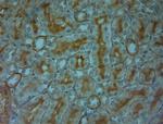 TRPV4 Antibody in Immunohistochemistry (Paraffin) (IHC (P))