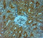 TRPV4 Antibody in Immunohistochemistry (Paraffin) (IHC (P))