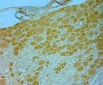 TrkB Antibody in Immunohistochemistry (Paraffin) (IHC (P))