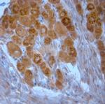 TGN38 Antibody in Immunohistochemistry (Paraffin) (IHC (P))