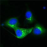 TGN38 Antibody in Immunocytochemistry (ICC/IF)