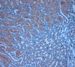 TRPM6 Antibody in Immunohistochemistry (Paraffin) (IHC (P))