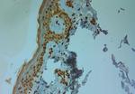 TPC1 Antibody in Immunohistochemistry (Paraffin) (IHC (P))