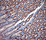 TPC2 Antibody in Immunohistochemistry (Paraffin) (IHC (P))